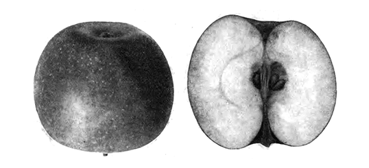 Яблоня «Ренет орлеанский»