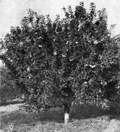 Дерево Славянки в возрасте 18 лет