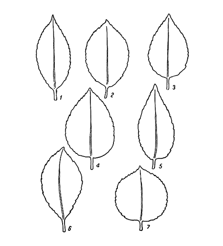 Основные формы листьев яблони