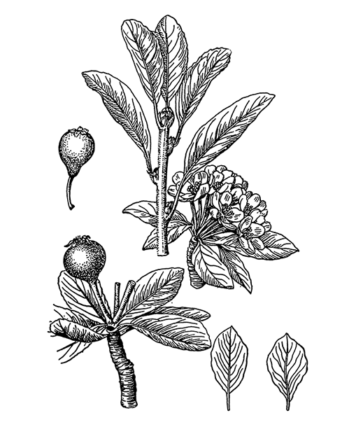 Снежная груша - ветка, соцветие, плоды и листья