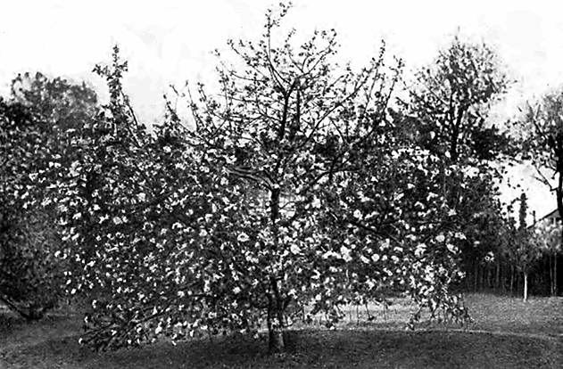 Изменчивость кроны Пепина шафранного (деревья в Мичуринске)