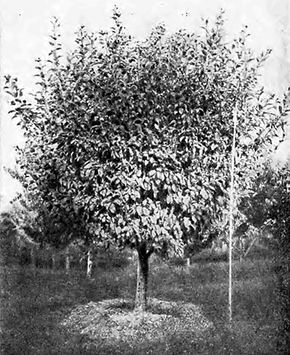 Изменчивость кроны Пепина шафранного (дерево в Самарканде)