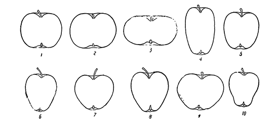 Форма плодов яблони
