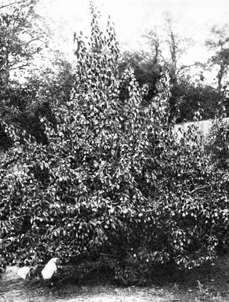 Плодоносящее дерево Бере Октября
