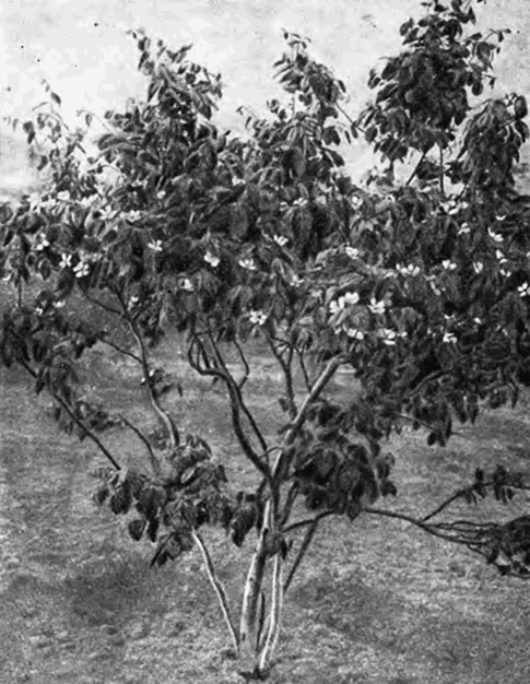 Цветущее дерево айвы