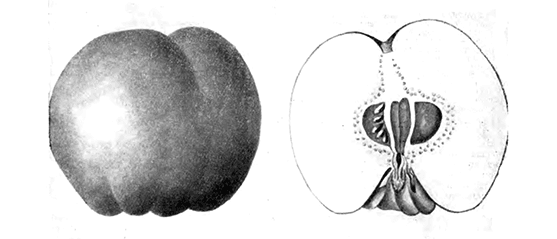 Голотлинская яблоковидная