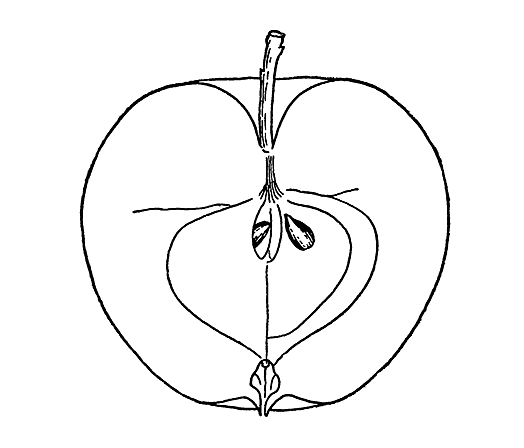 Акаевская красавица (разрез плода)
