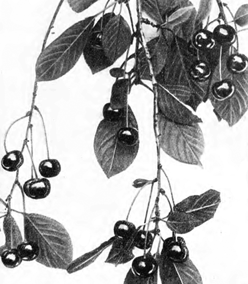 Ветка с плодами обыкновенной вишни