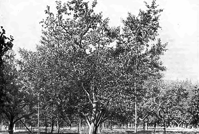 Дерево Аниса полосатого, хорошо сохранившееся в зиму 1939/40 г.
