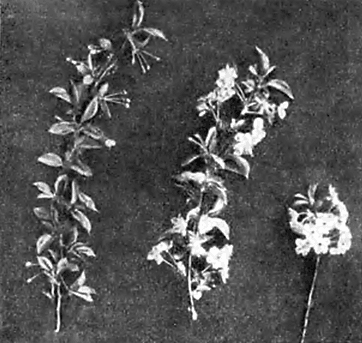 Образование цветочных почек в зависимости от длины побега у Любской (кустарниковая вишня)
