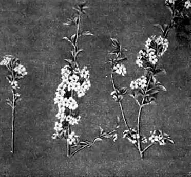 Образование цветочных почек в зависимости от длины побега у древовидных вишен