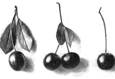 Плоды различных клонов вишни Антоновки костычевской, cлева направо — №1, №3 и №5 (сладкая)