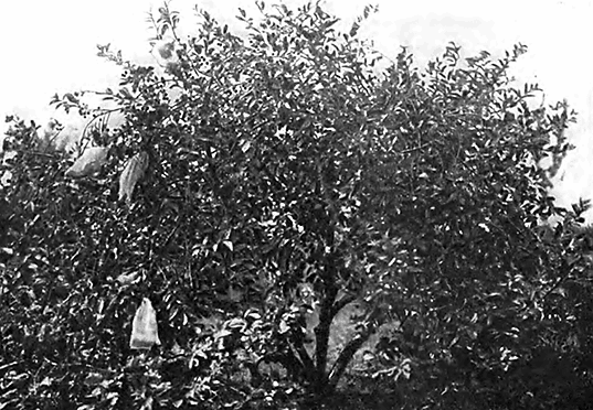 Дерево Любской в возрасте 15 лет