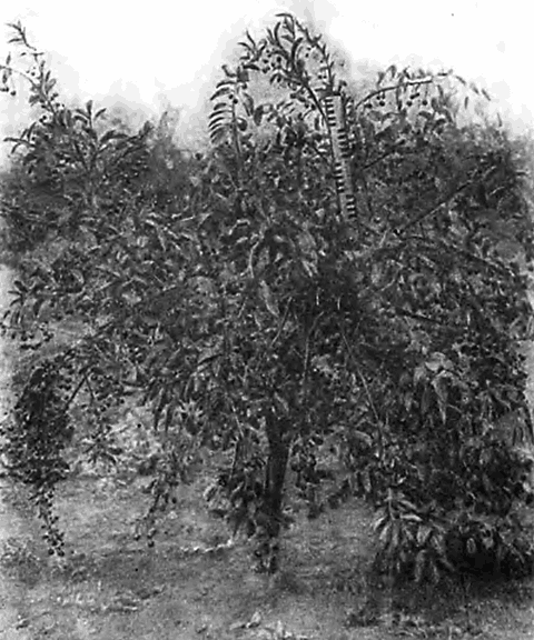 Плодоносящее дерево Плодородной Мичурина