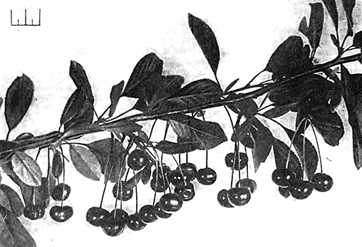 Растунья (плодоносящая ветка с шестилетнего дерева)