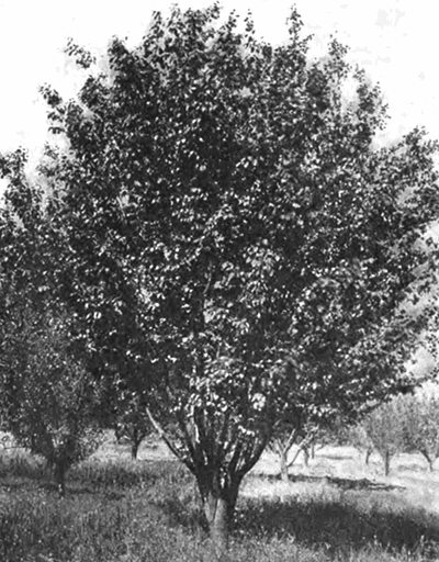 Ахрори Майский (дерево в десятилетнем возрасте в Крыму)