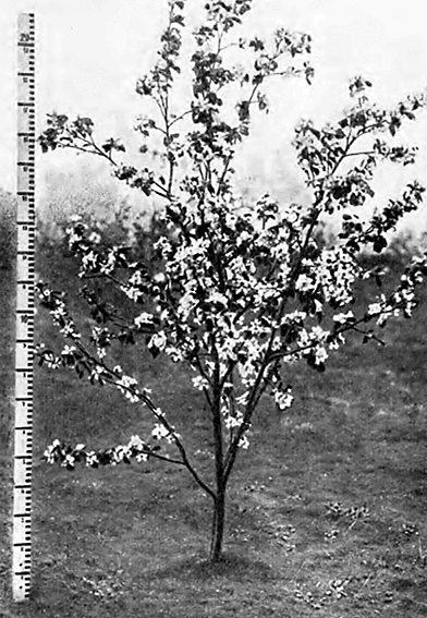 Молодое цветущее дерево Антоновки шафранной