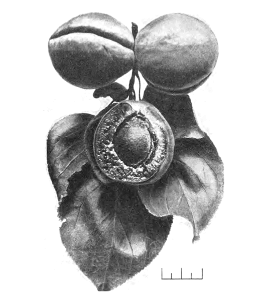 Плоды абрикоса Ульянищева №23