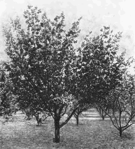 Дерево абрикоса Шалах в 10-летнем возрасте в Крыму