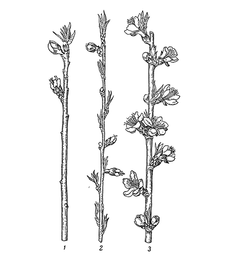 Типы побегов персика по характеру расположения цветочных и листовых почек