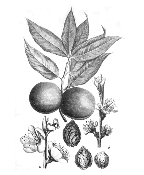 Плоды, цветки, косточки и листья обыкновенного персика