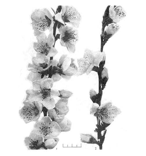 Цветки розовидного типа у сортов Гринсбора (1) и Ранний Риверса (2)
