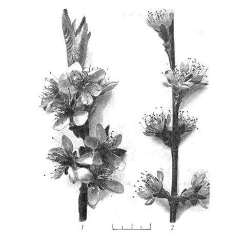 Цветки колокольчатого типа у сортов Эльберта (1) и Гоум клинг (2)