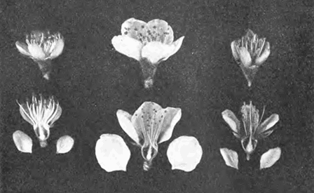 Сопоставление цветков розовидного (посредине) и колокольчатого (по бокам) типа