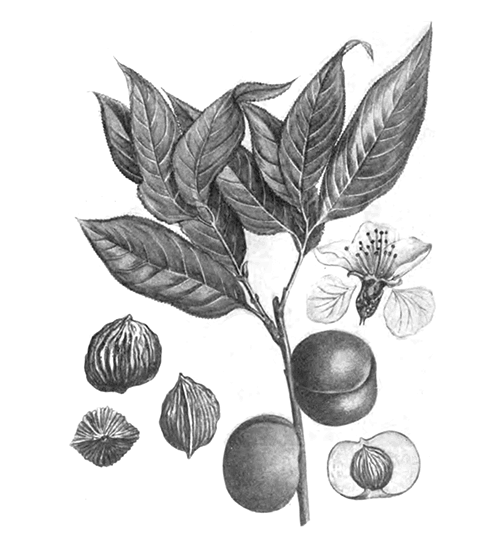 Плоды, цветок и косточки персика ферганской группы