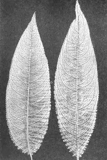 Листья персика обыкновенного (слева) и ферганской группы