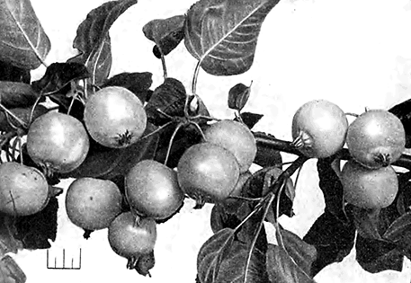 Ветка с плодами сливолистной яблони