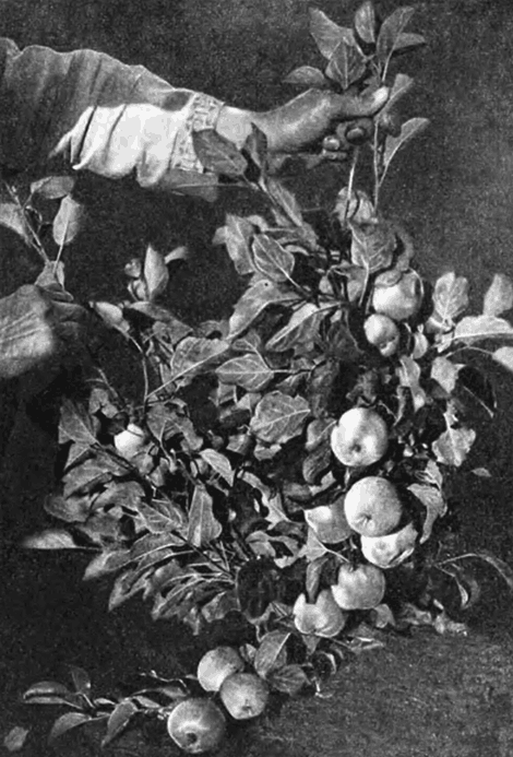 Боровинка на третьем году жизни в стланцевом саду (ветки приподняты в момент фотосъёмки)