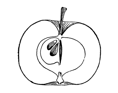 Коробовка (разрез плода)