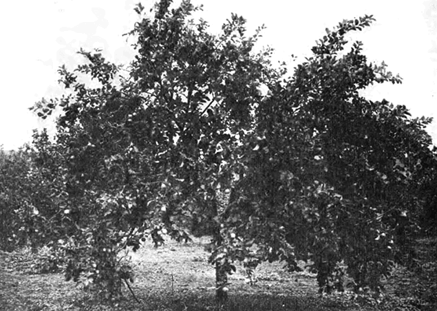 Дерево Мальта багаевского в возрасте 20 лет