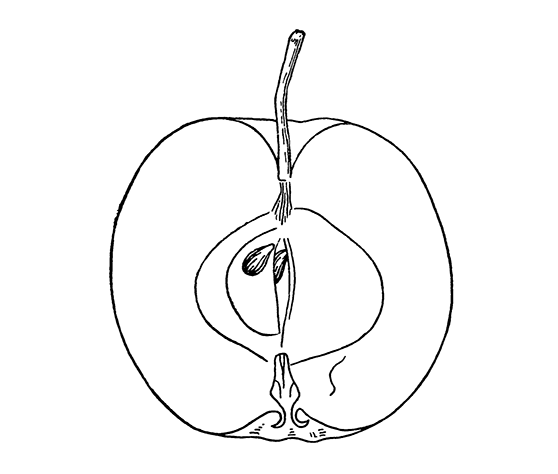 Мирончик (разрез плода)