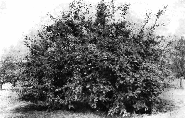 Плодоносящее дерево Пепина шафранного в возрасте 18 лет