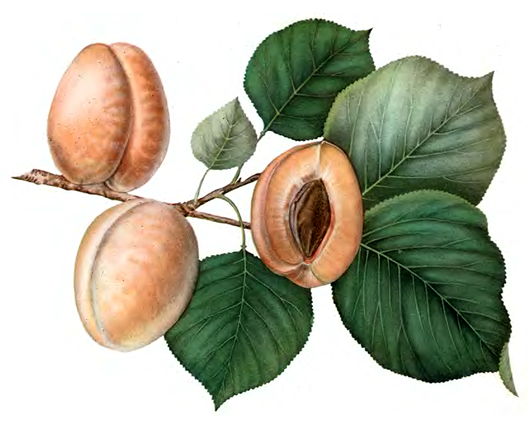 Из чего образуется плод абрикоса впр. Абрикос фармакогнози. Абрикос ‘Ambrosia’. Абрикос обыкновенный плоды. Абрикос обыкновенный листья.