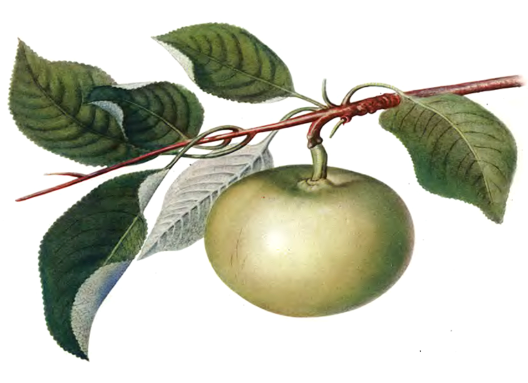 Яблоня «Ренет бергамотный»